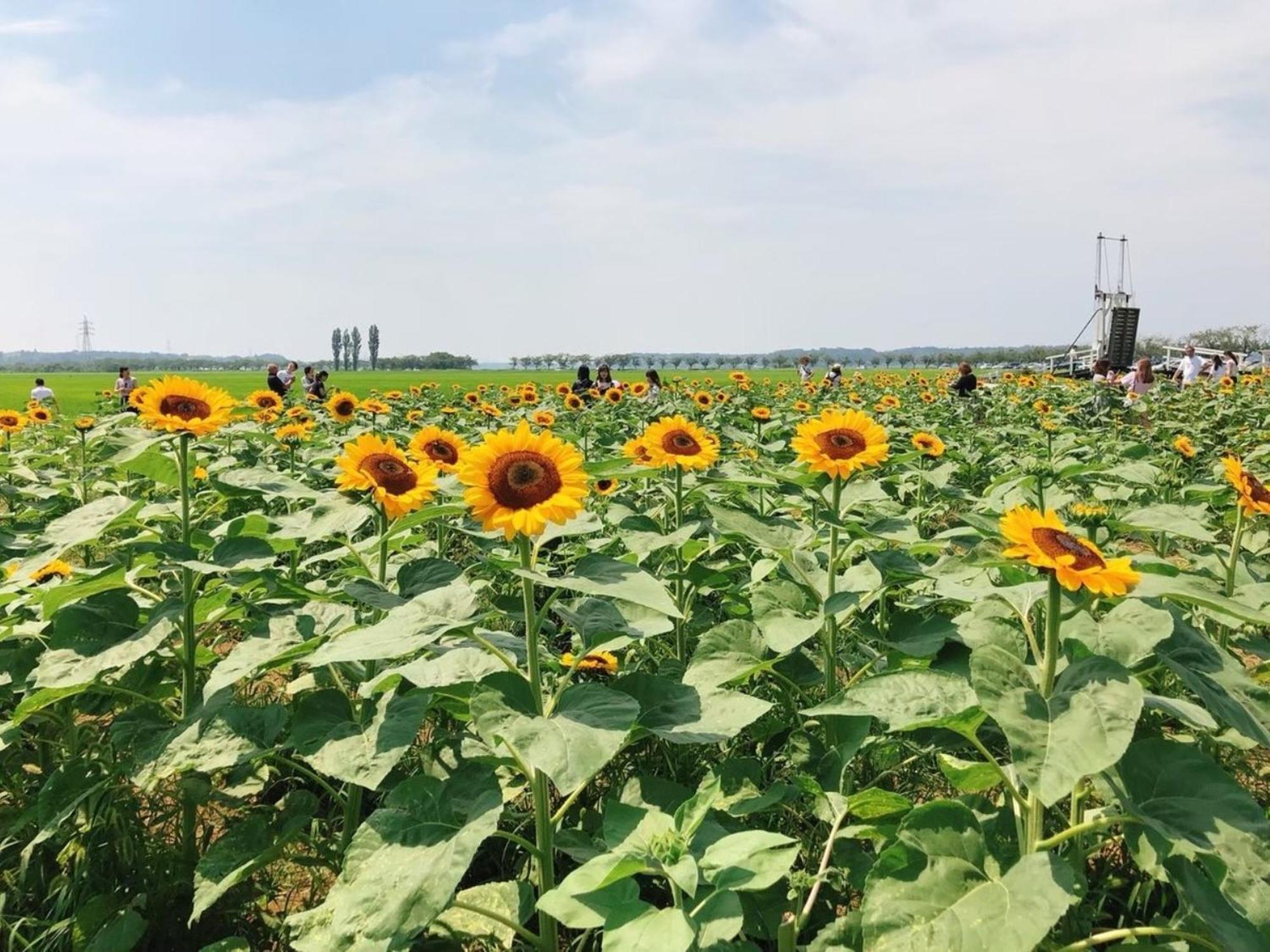 Vessel Inn Keisei Tsudanuma Station Narashino Bagian luar foto